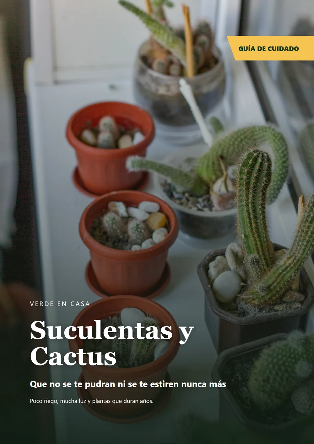 Suculentas y Cactus